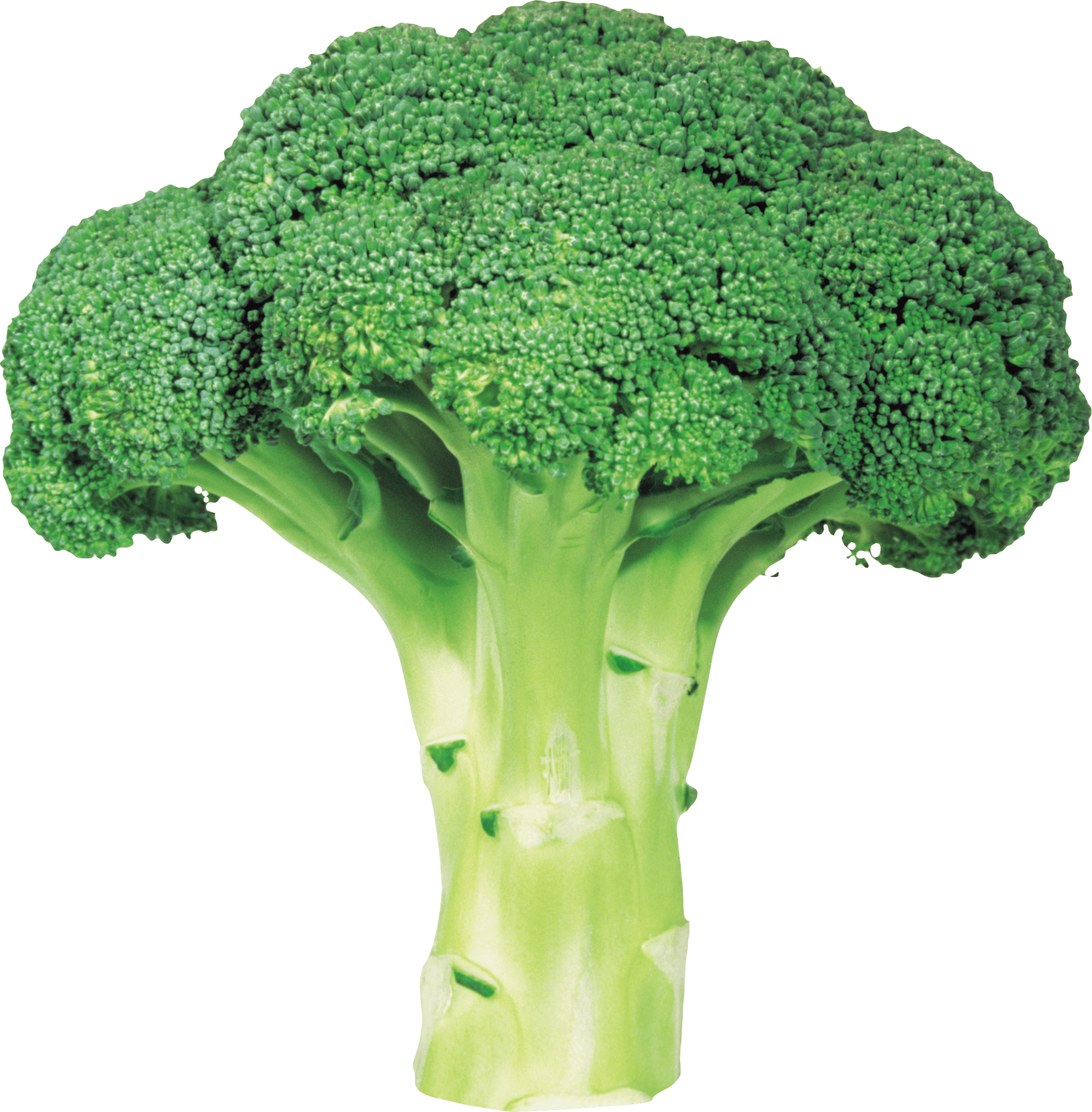 Download Broccoli Png Image With Transparent Background HQ PNG Image