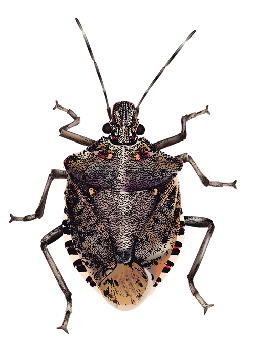 Download Bugs Transparent Background HQ PNG Image | FreePNGImg