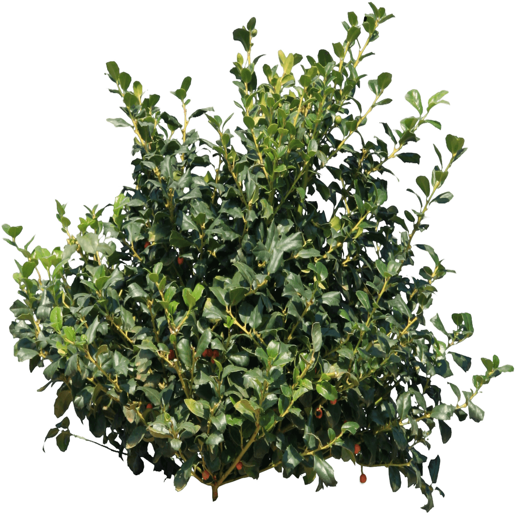 Download Bush Png Image HQ PNG Image | FreePNGImg