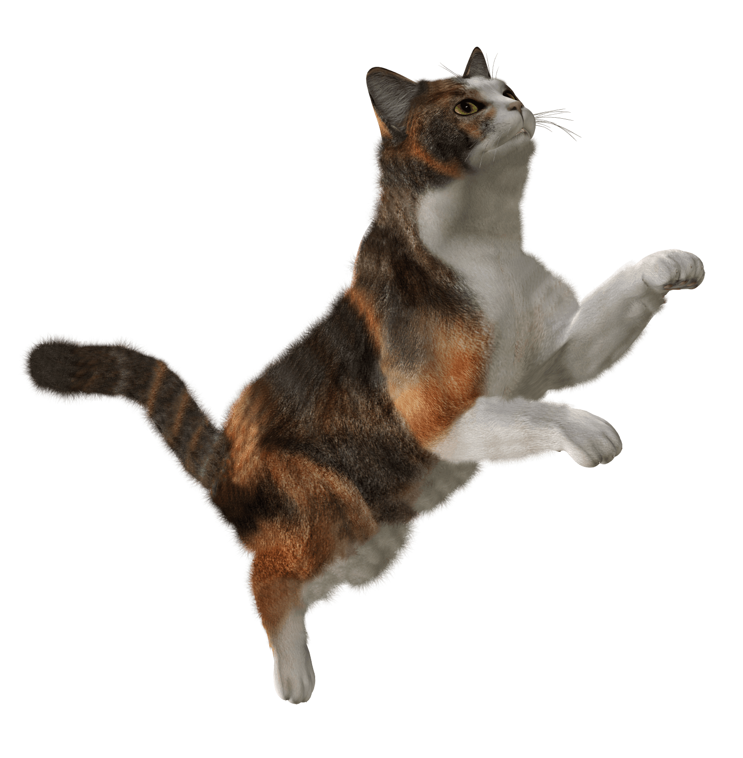 Funny Cat Gifs Website Funny Cat Gifs Website
