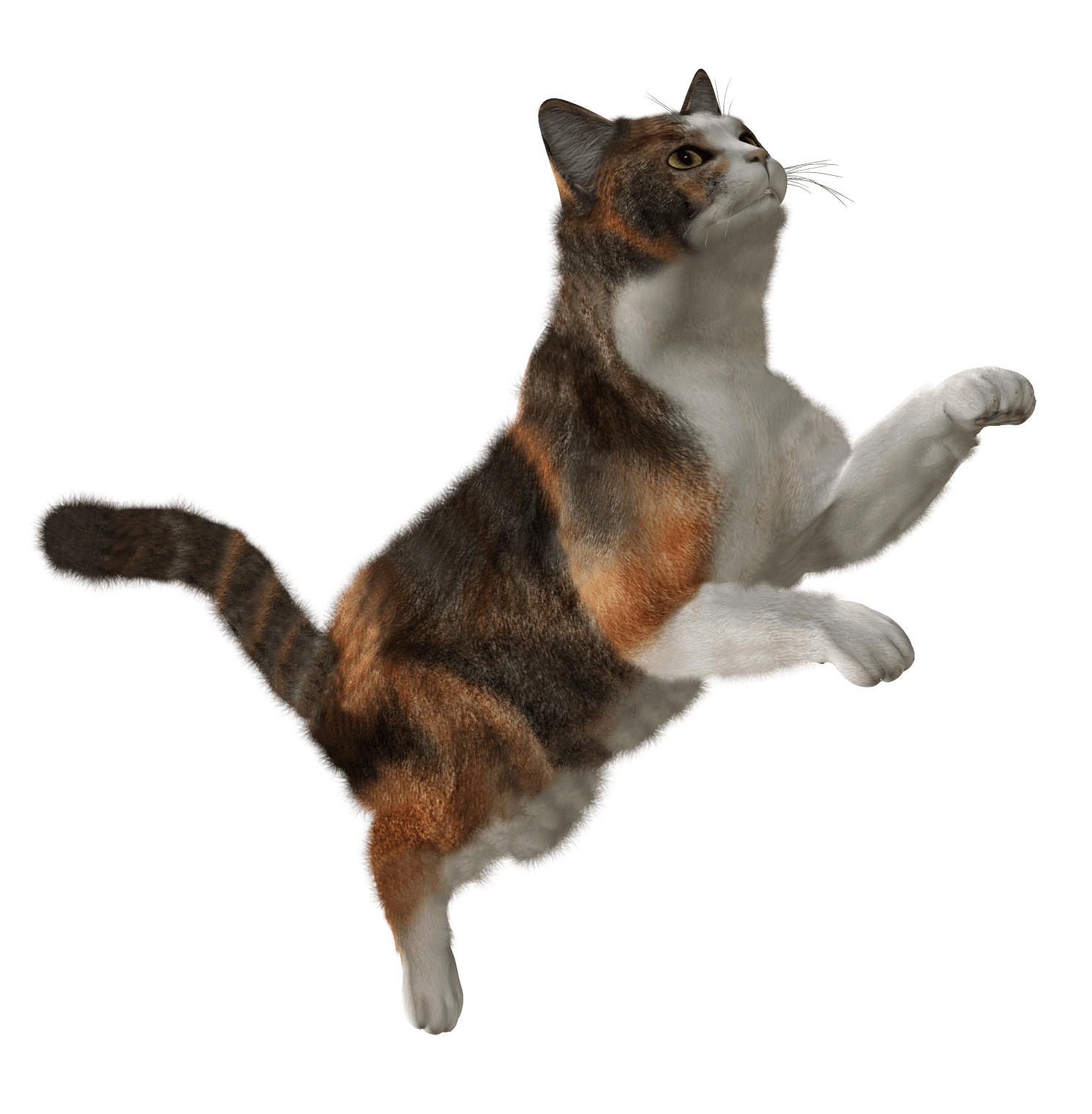 Cat Png Image Download Picture Kitten PNG Image