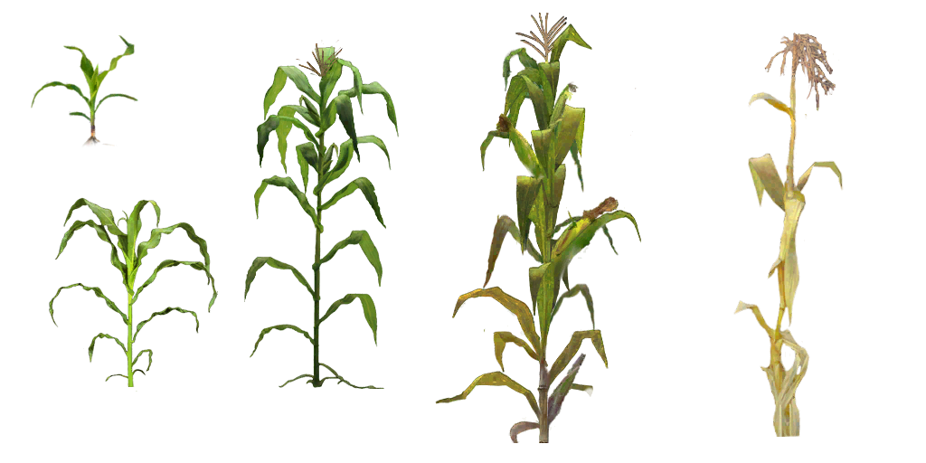 Download Corn Plant HQ PNG Image FreePNGImg