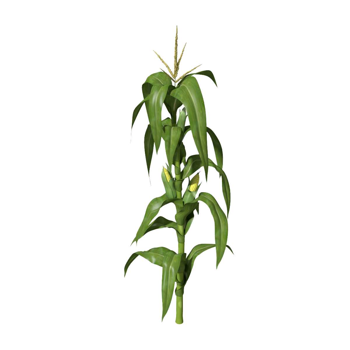 Planta De Maiz Png - PNG Image Collection