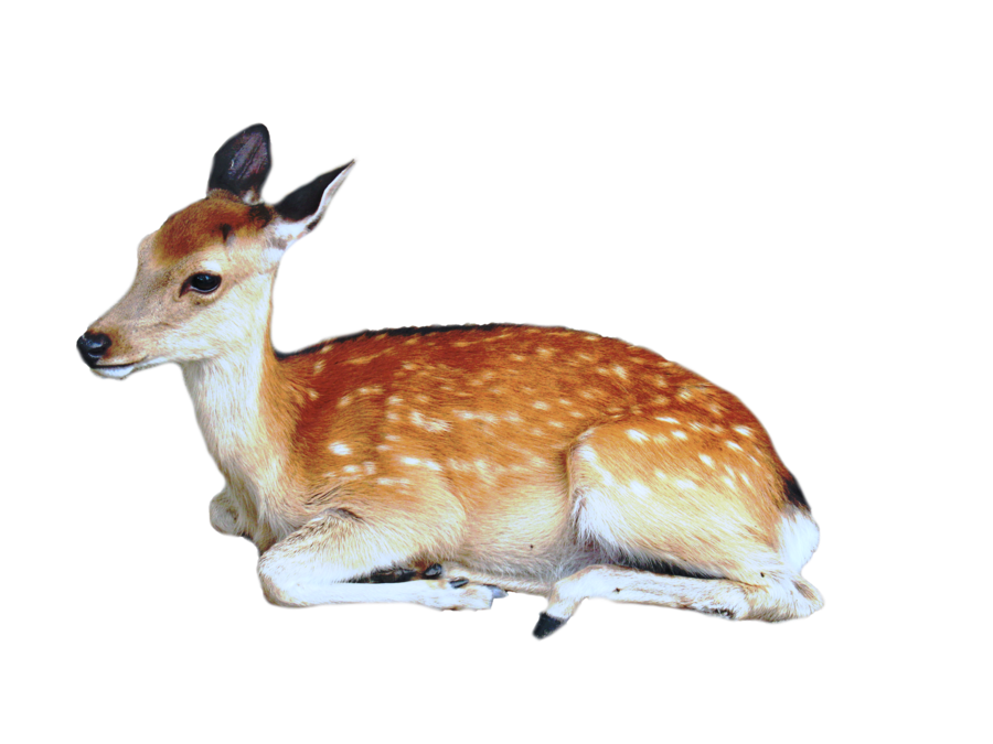 Download Cute Transparent Deer HQ PNG Image FreePNGImg