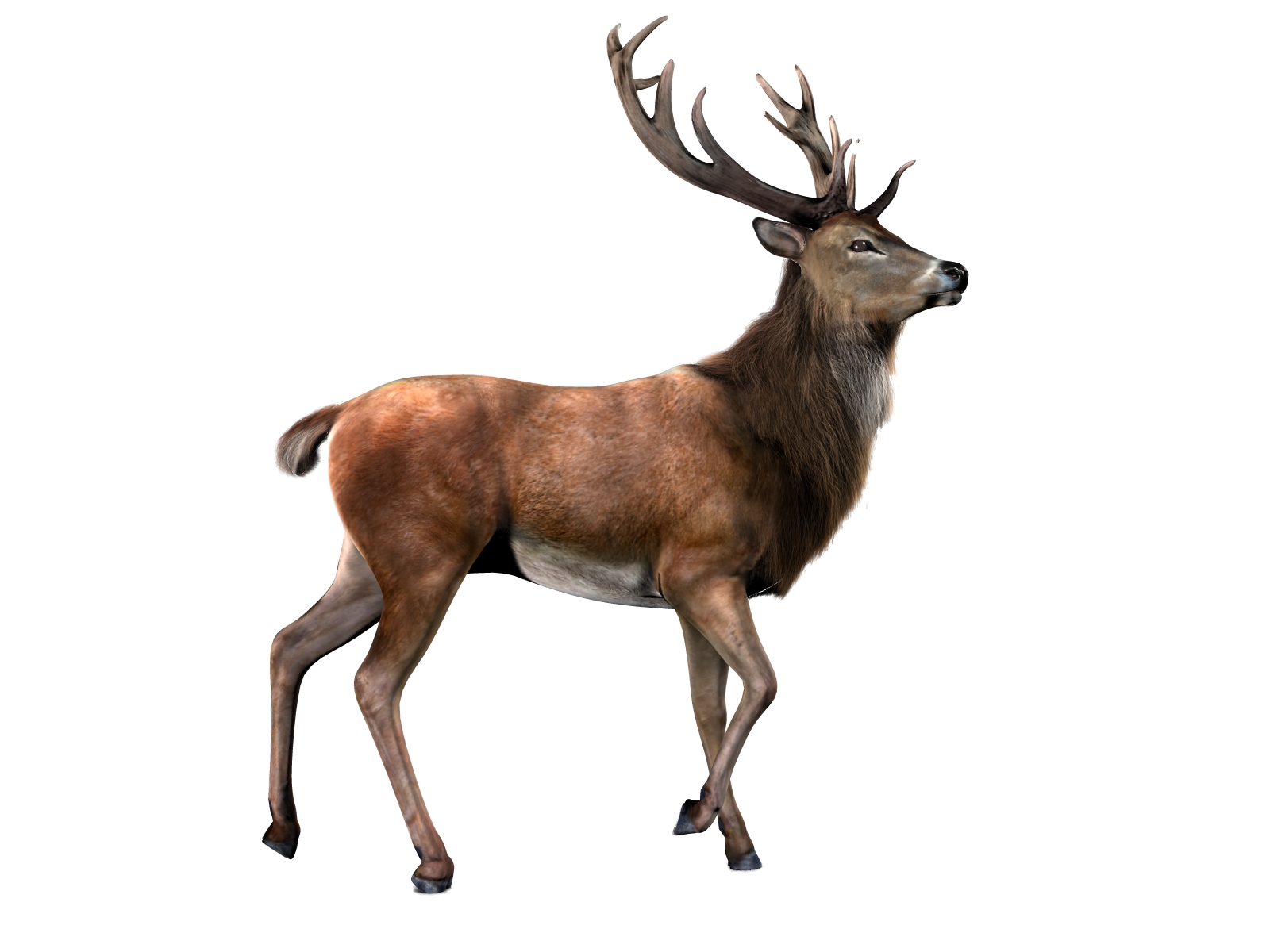Download Deer With Transparent Background HQ PNG Image | FreePNGImg