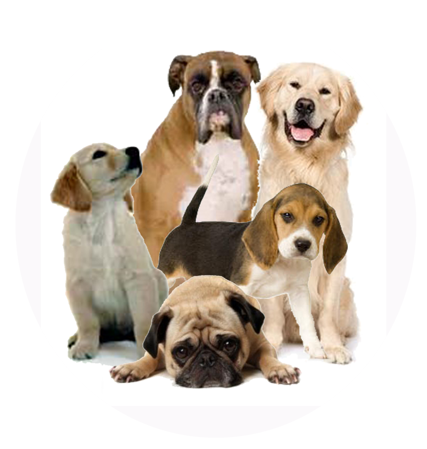 Dog Png 2 PNG Image