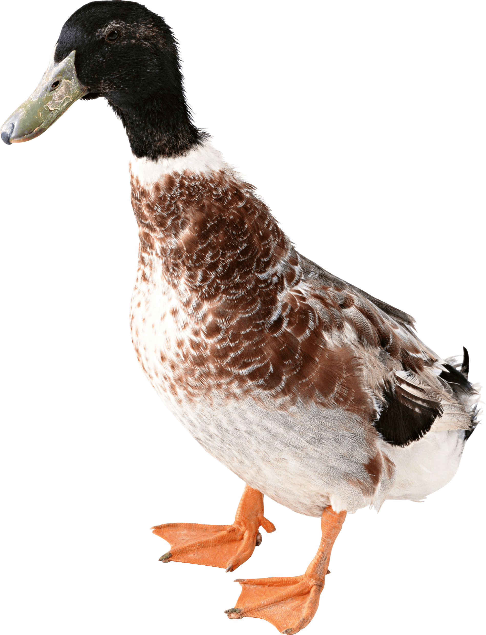 Download Duck Png Image HQ PNG Image | FreePNGImg
