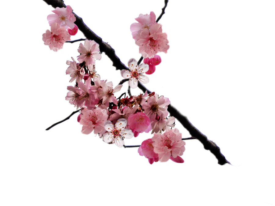 Download Cherry Blossom HQ PNG Image | FreePNGImg