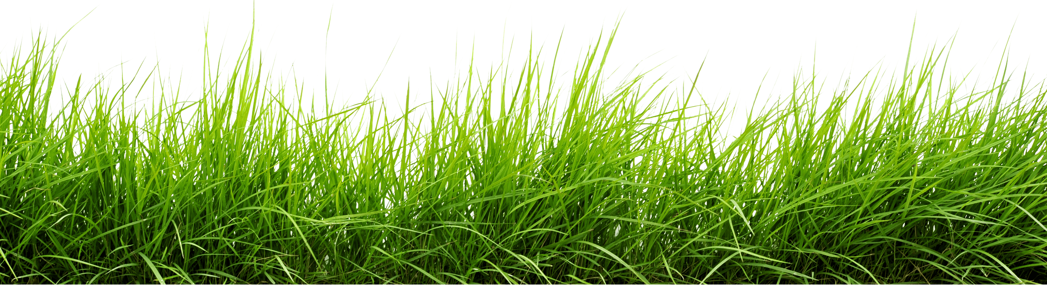 Grass Png Image Green Picture PNG Image