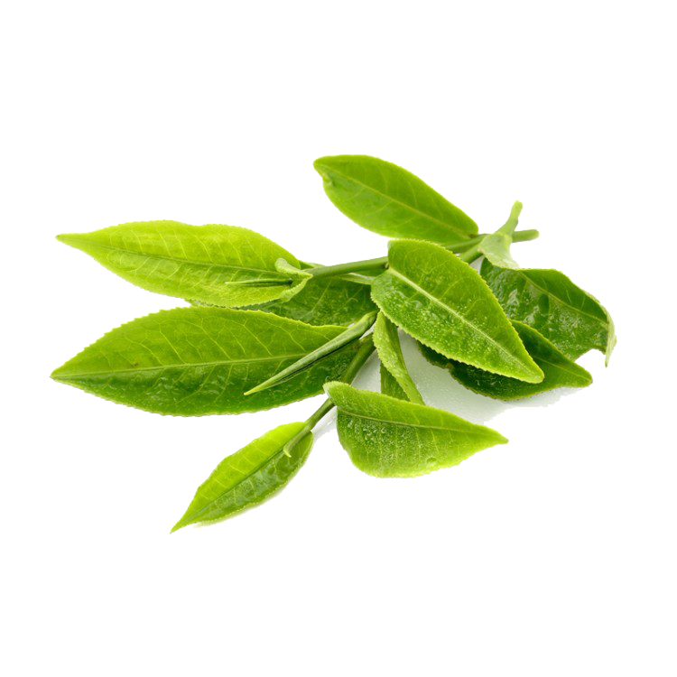 Download Green Tea Transparent HQ PNG Image FreePNGImg