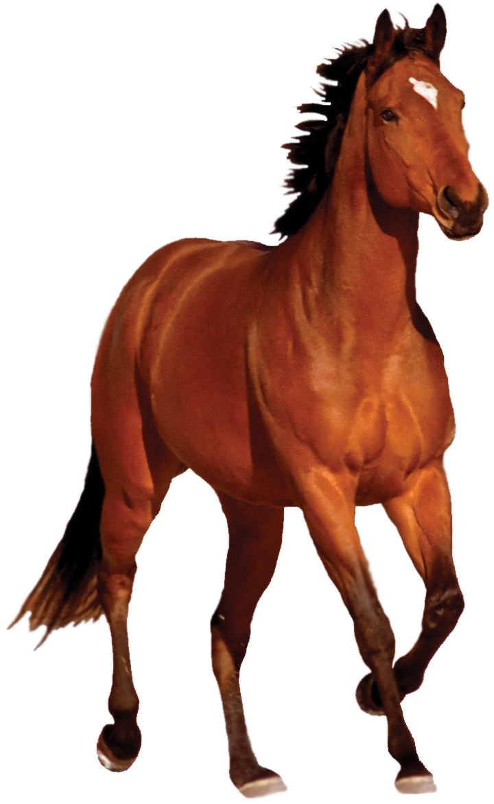 Download Horse Transparent Image HQ PNG Image | FreePNGImg