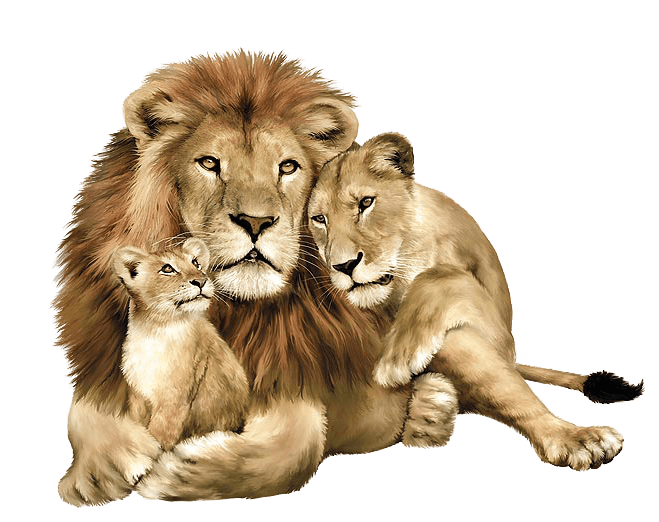 11-lion-png-image-image-download-picture