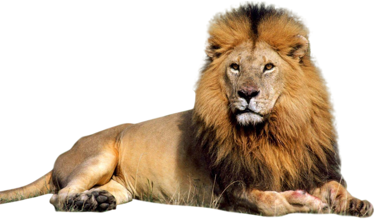 Résultat de recherche d'images pour "image LION"