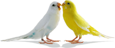 Download Love Birds Png Pic HQ PNG Image | FreePNGImg