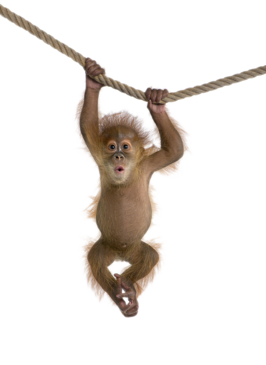 Download Monkey Free Download Png HQ PNG Image | FreePNGImg