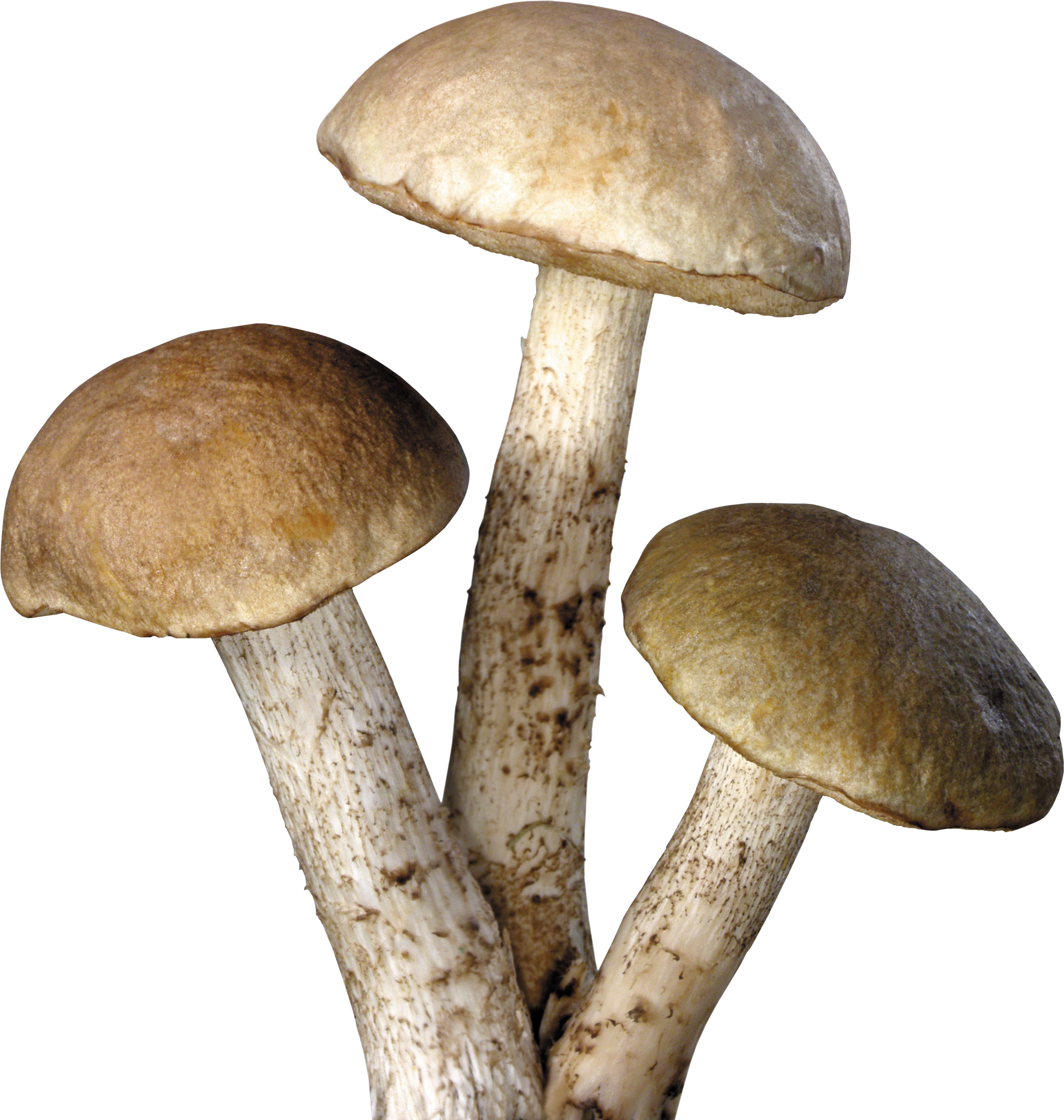 Download Mushroom Free Download Png HQ PNG Image | FreePNGImg