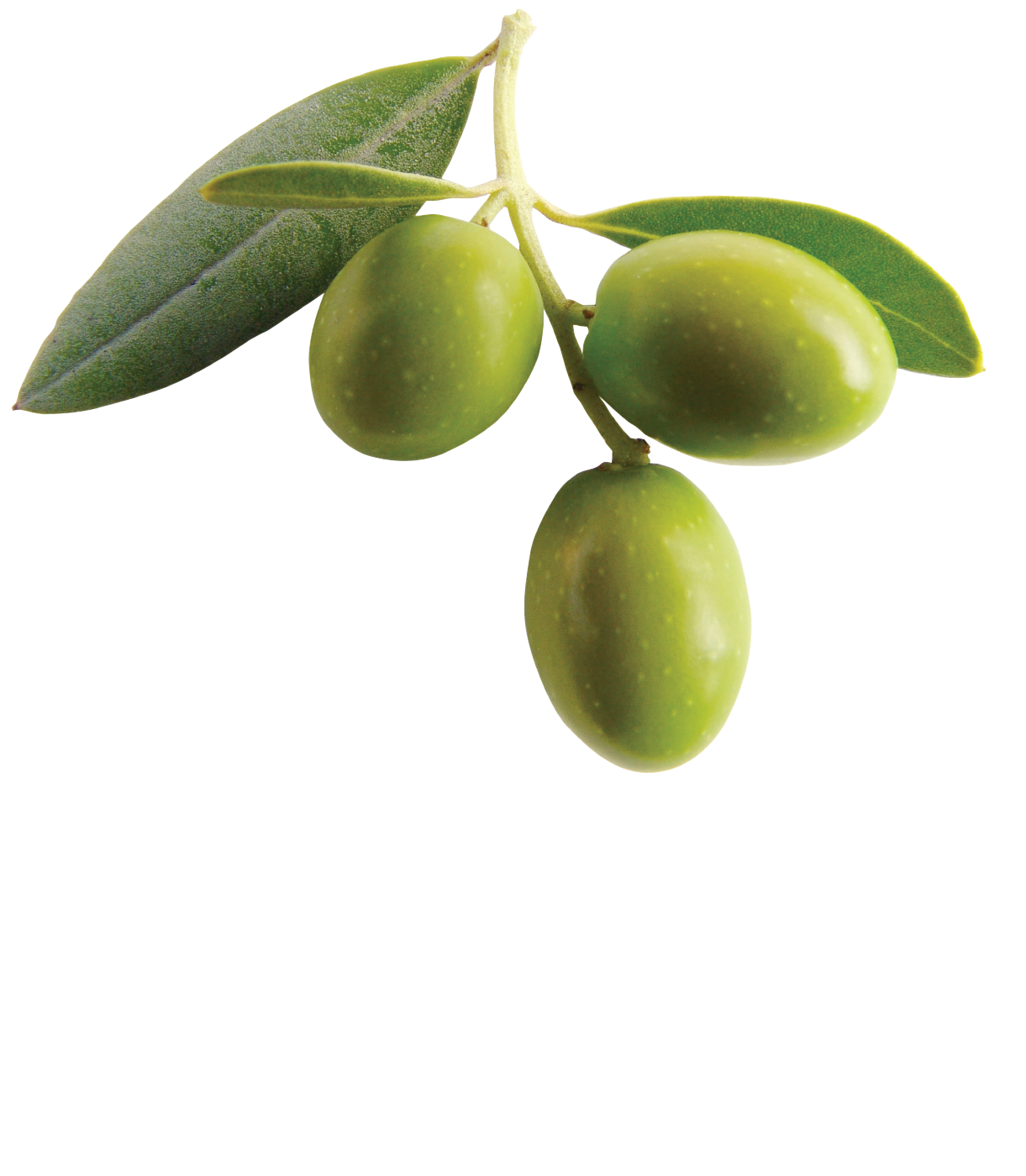 Download Olive Clipart HQ PNG Image FreePNGImg