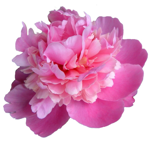 Download Peonies Transparent Picture HQ PNG Image | FreePNGImg