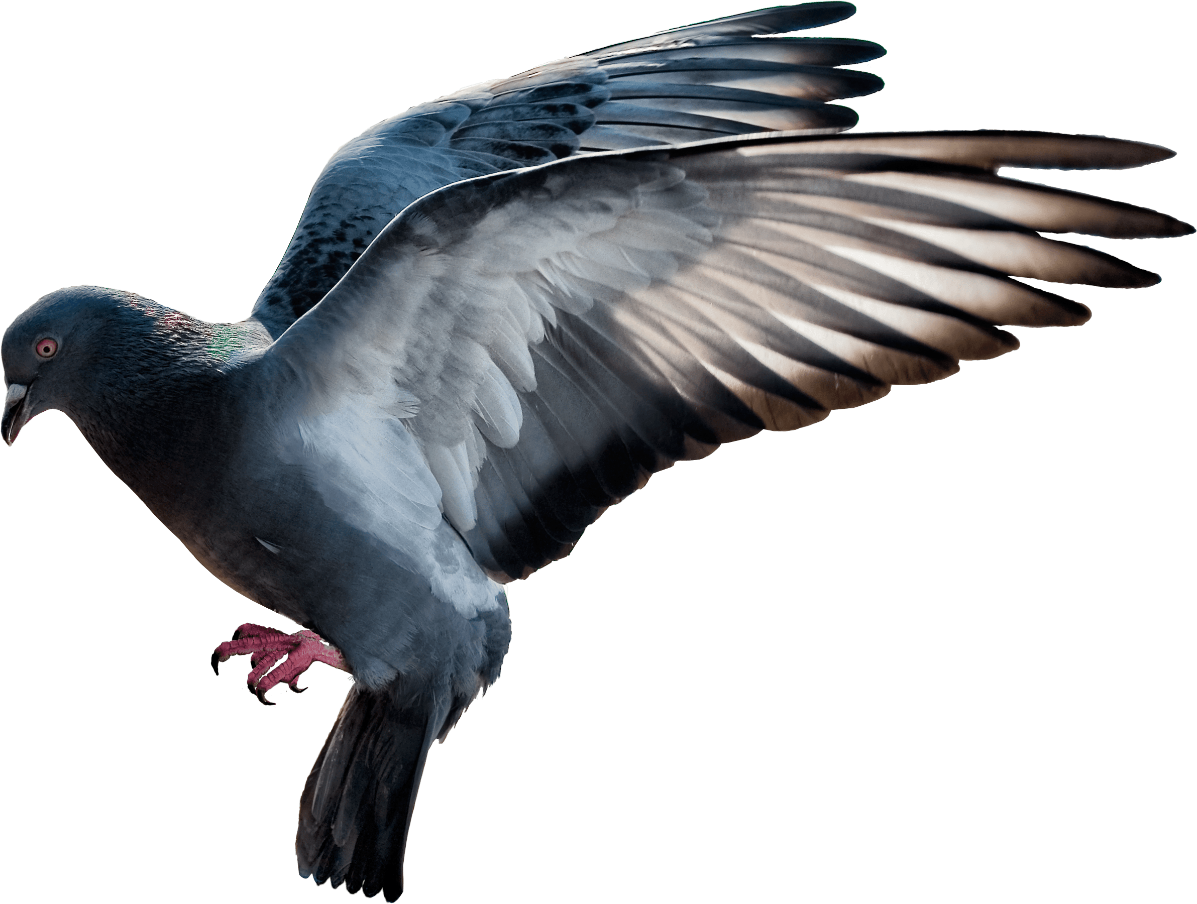 Flying Pigeon Png Png Image Collection
