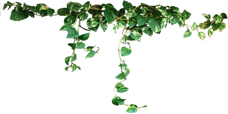Download Plants Png Image HQ PNG Image | FreePNGImg