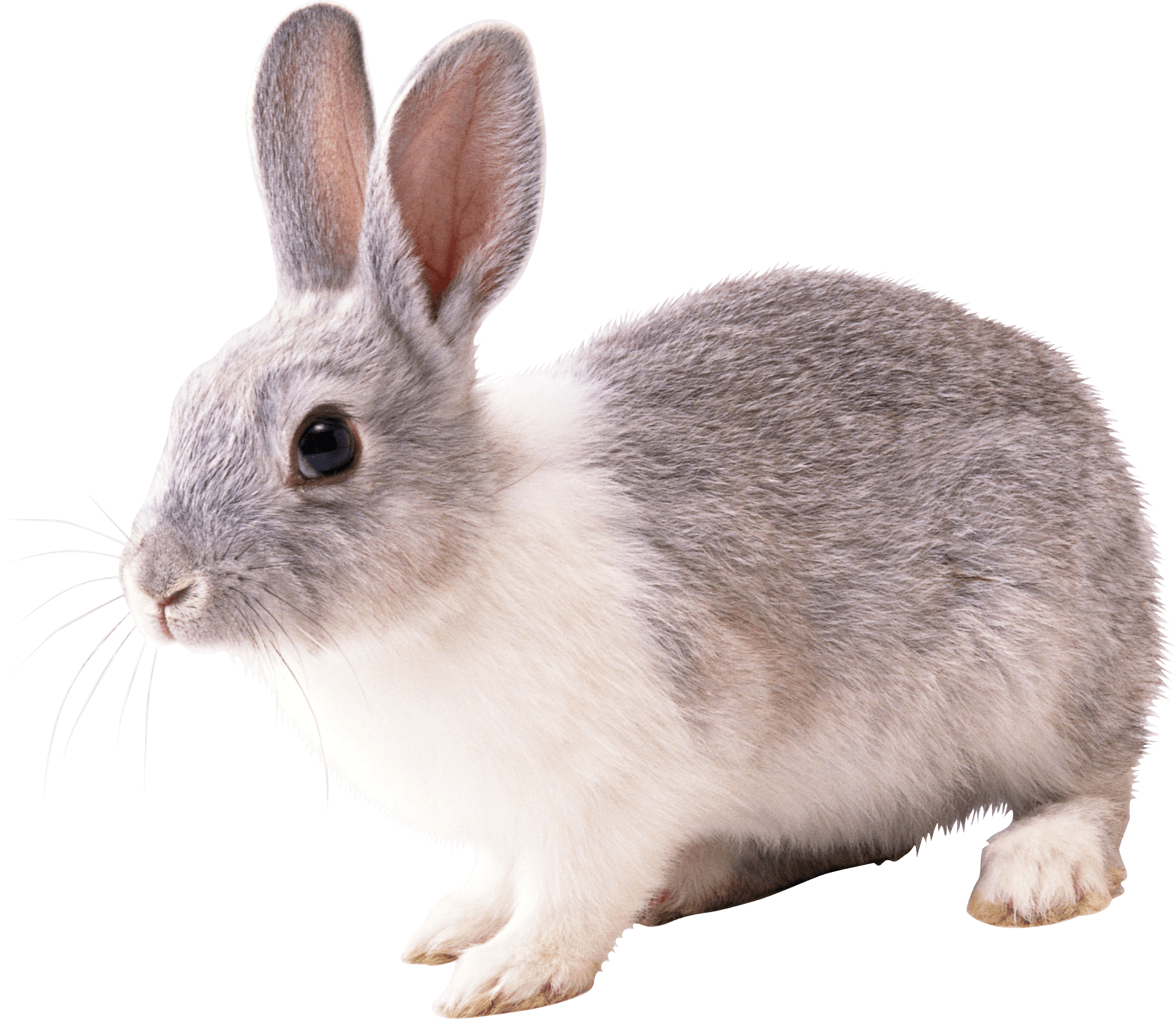 Download Rabbit Png Image HQ PNG Image | FreePNGImg