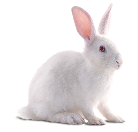 Download White Rabbit HQ PNG Image | FreePNGImg
