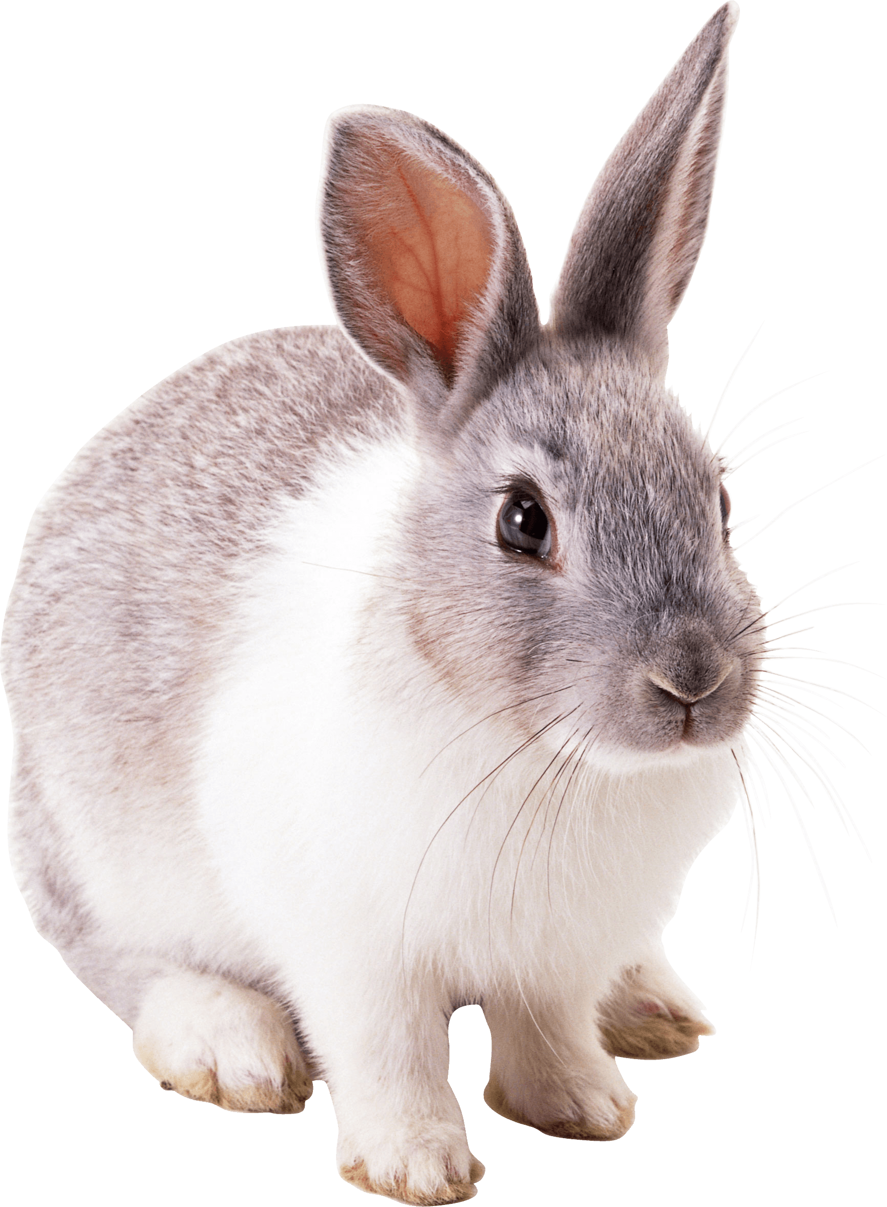 Download Rabbit Png Image HQ PNG Image | FreePNGImg