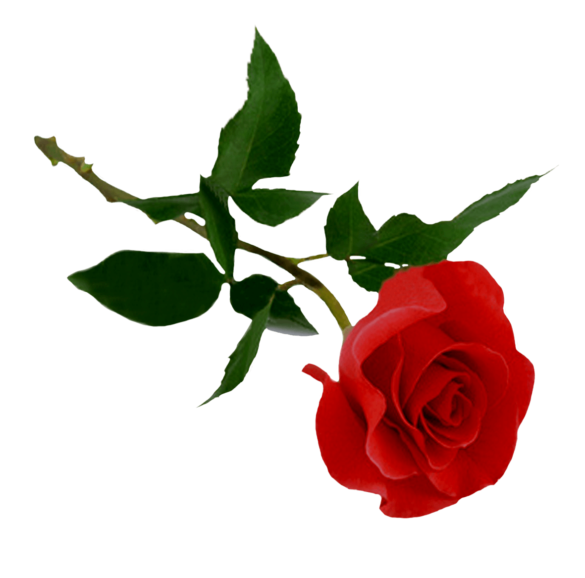 Download Rose Png Image Picture Download HQ PNG Image | FreePNGImg