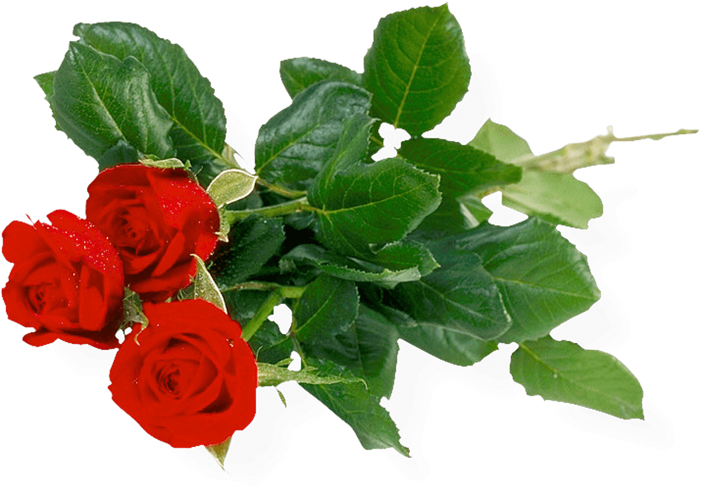 Download Rose Free PNG Photo Images And Clipart FreePNGImg