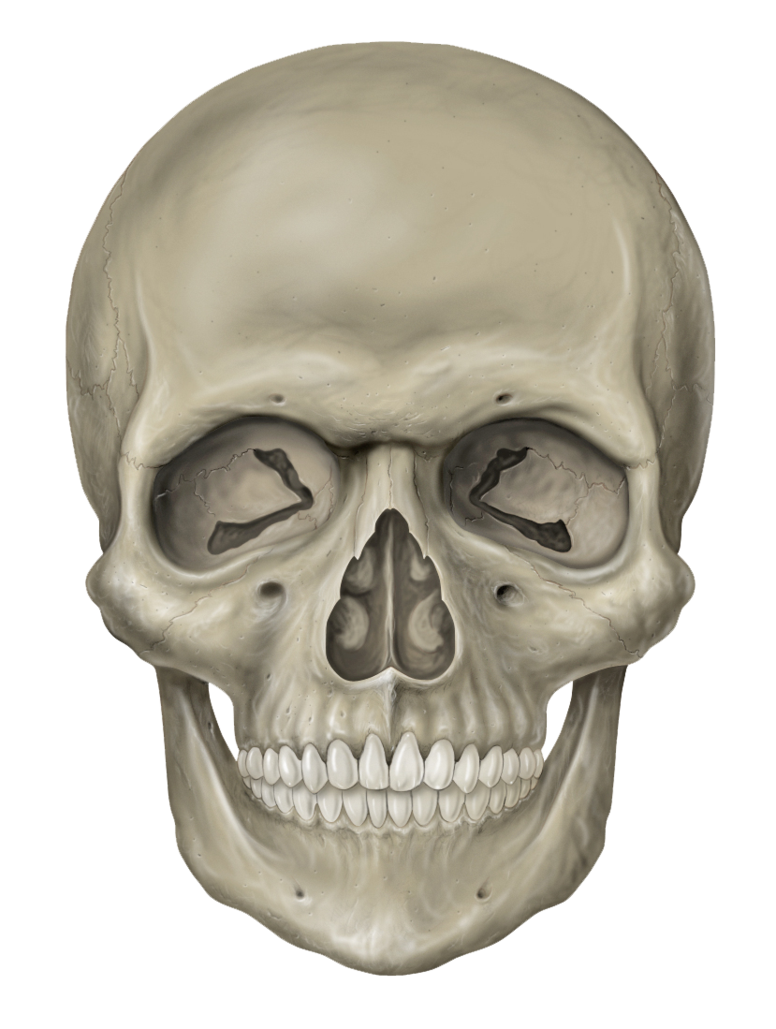 Download Skeleton Head Free Png Hq Image Freepngimg Kumpulan Gambar