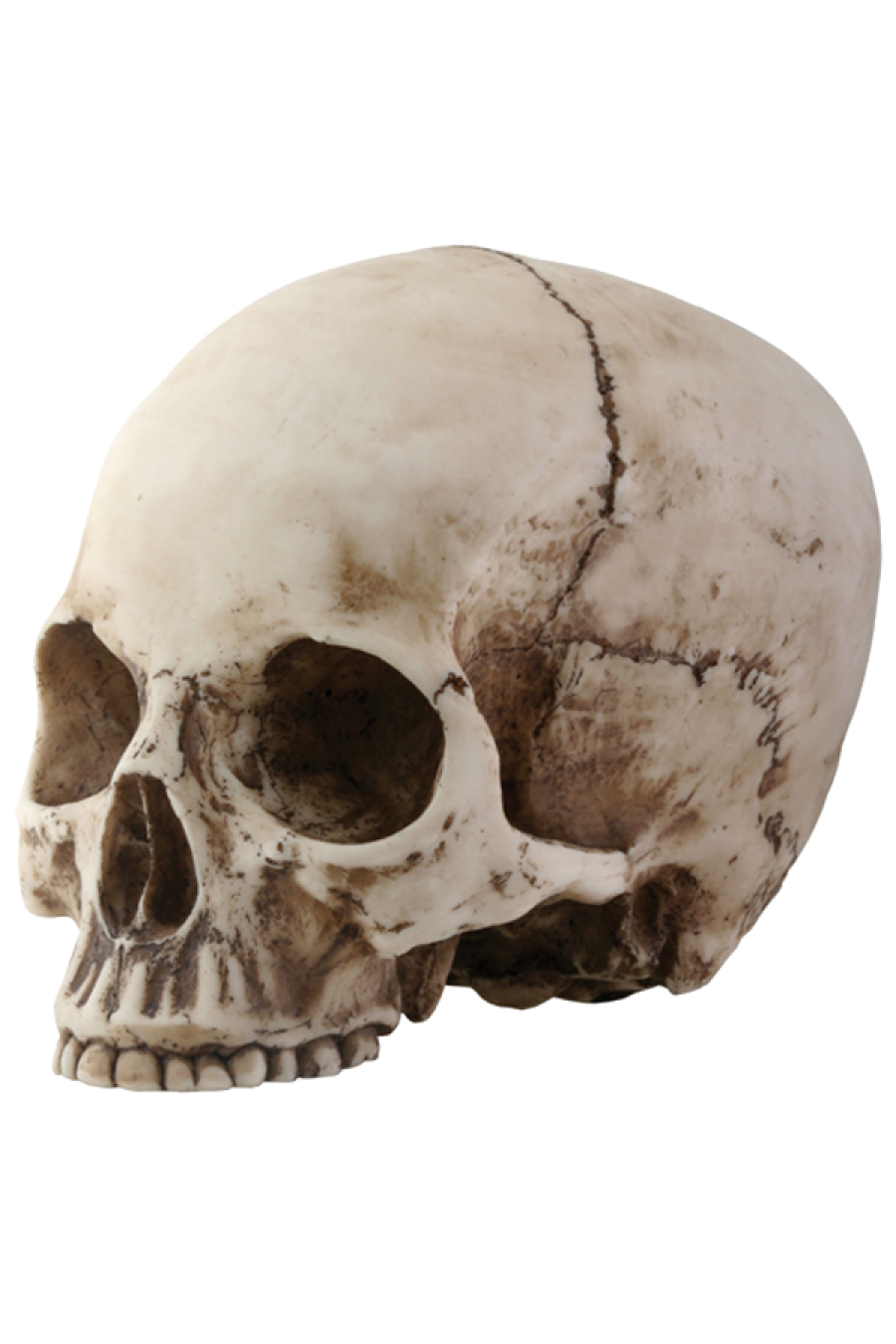 Download Skeleton Head Png Picture HQ PNG Image | FreePNGImg