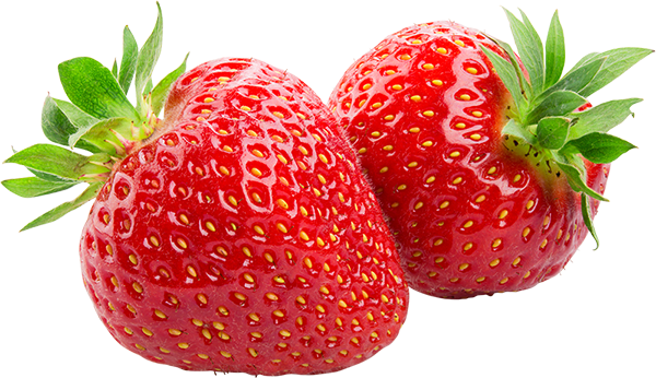 The Best Wet Fraises Cat Food The Best Wet Fraises Cat Food