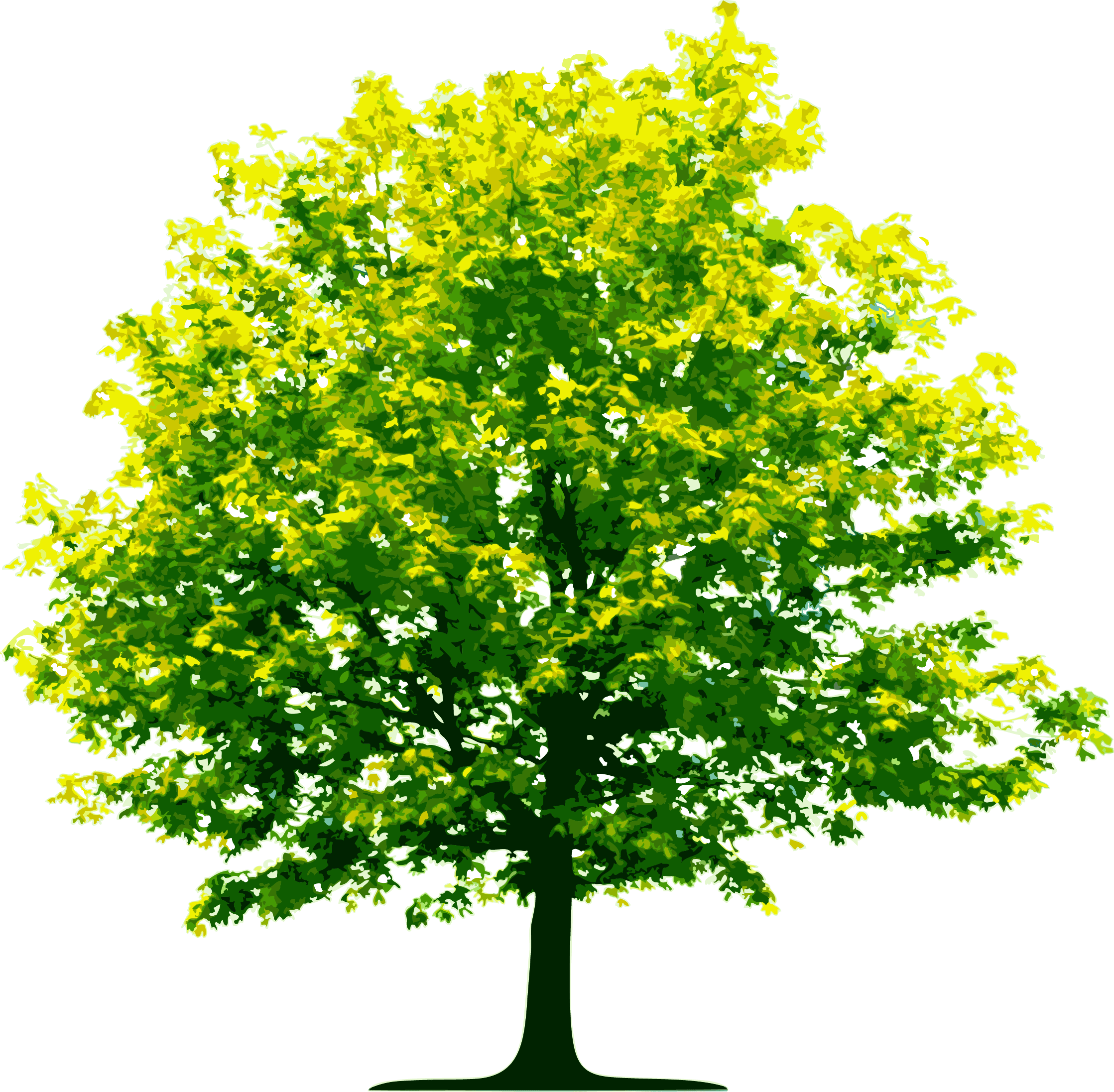 Download Tree Free PNG Photo Images And Clipart FreePNGImg
