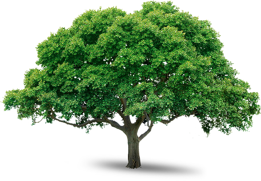 free tree images