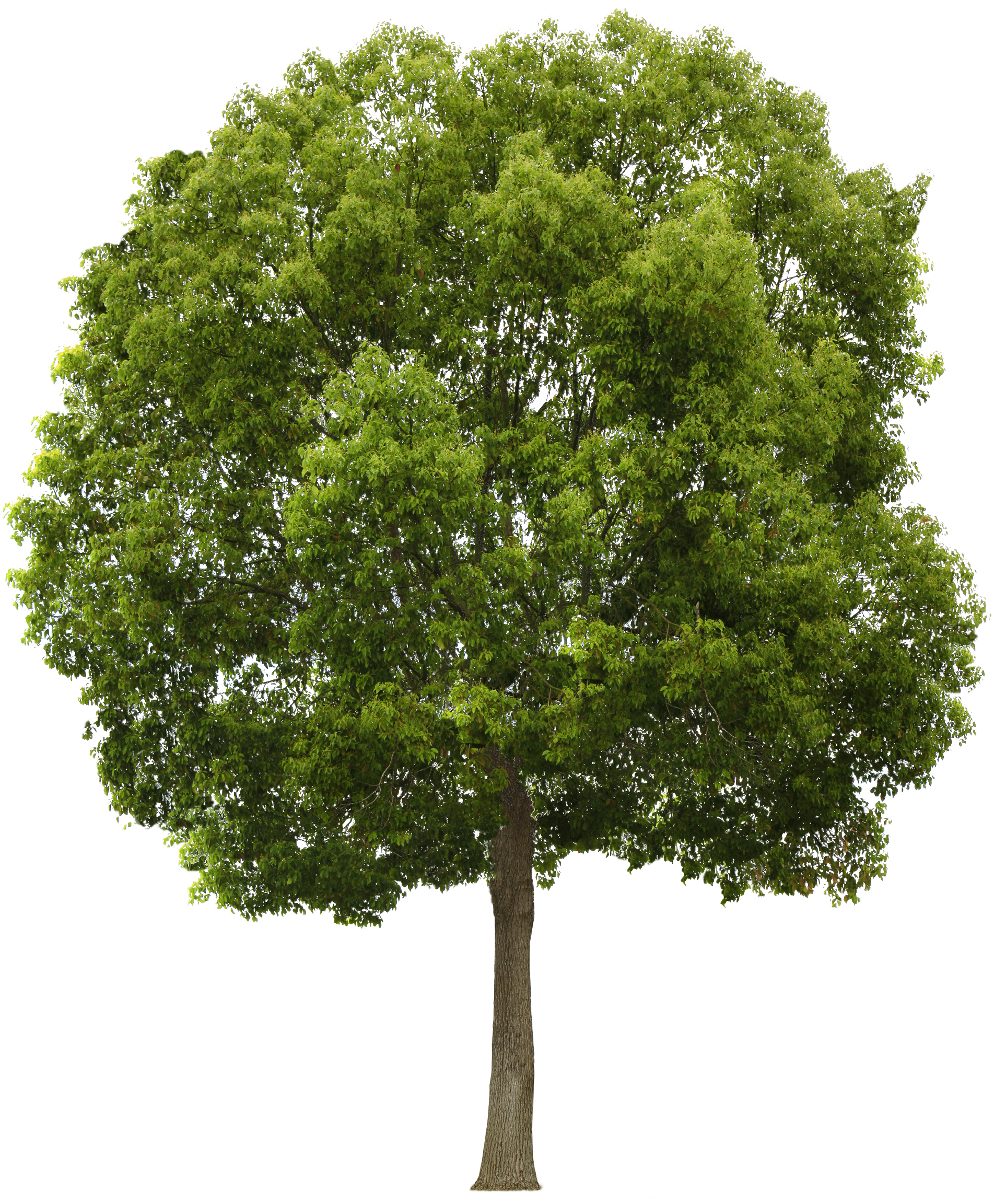 Download Tree Png HQ PNG Image | FreePNGImg