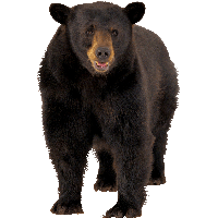 Download Bear Free PNG photo images and clipart | FreePNGImg