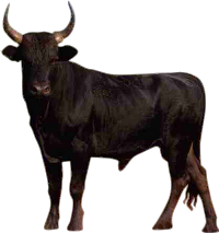Bull Free Png Image PNG Image