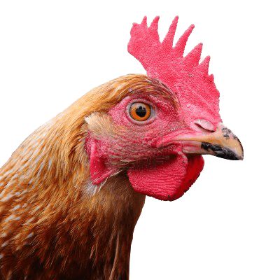 Chicken Head Png Image PNG Image