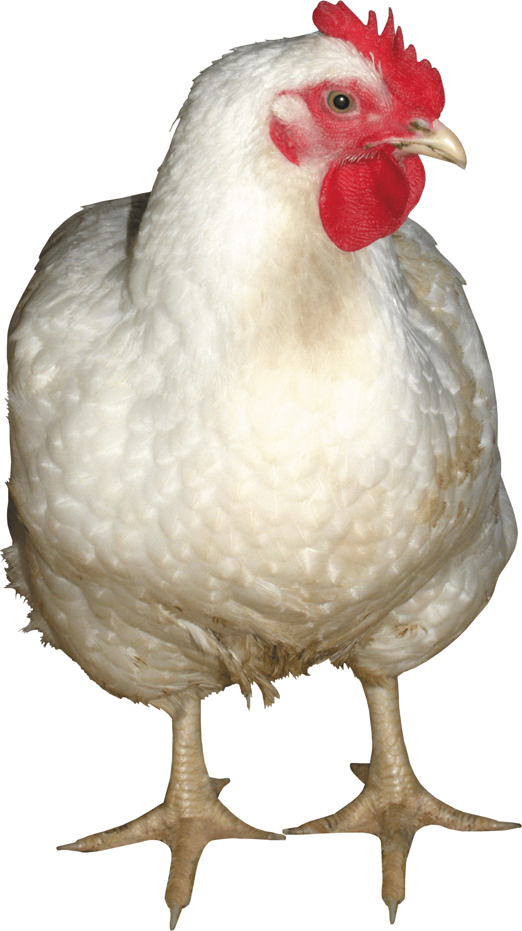 White Chicken Png Image PNG Image