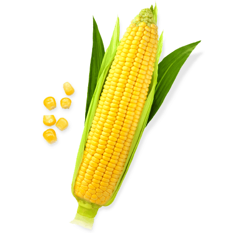 Sweet Corn File PNG Image