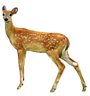 Deer Png Hd PNG Image