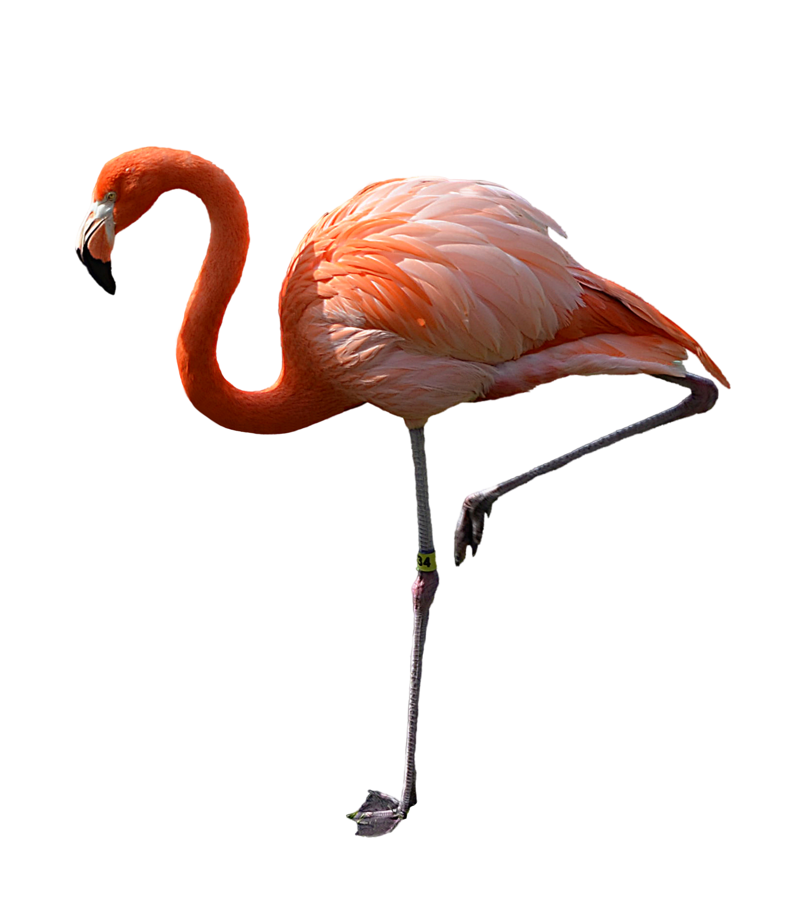 Flamingo Png Pic PNG Image