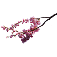 Download Flower Free PNG photo images and clipart | FreePNGImg
