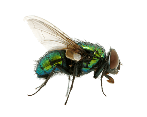 Green Fly Png Image PNG Image