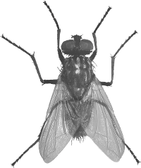 Fly Png Image PNG Image
