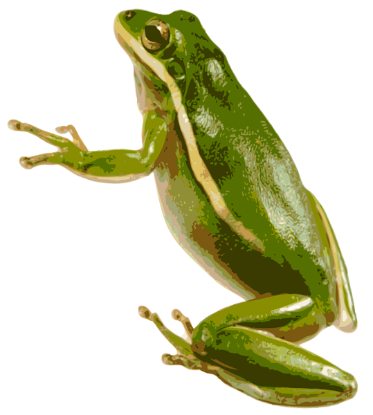 American Green Tree Frog PNG Image