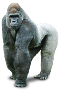 Gorilla Picture PNG Image