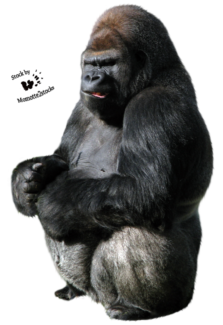 Gorilla Png PNG Image