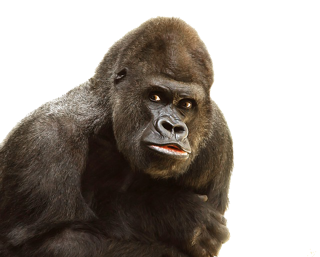 Gorilla Png File PNG Image