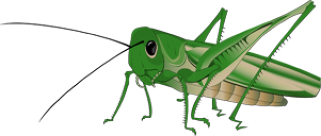 Grasshopper Transparent Background PNG Image